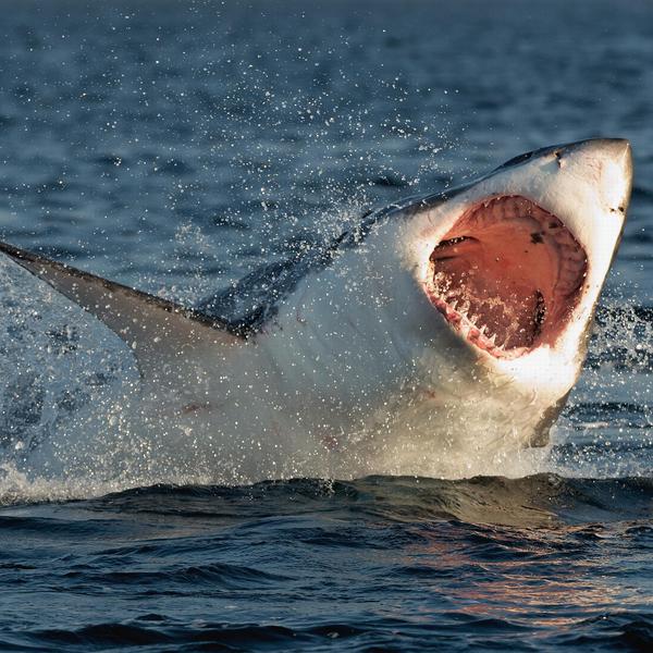 Extraordinary Shark Encounters Around the World