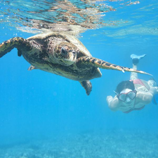 Swimming with a Hawksbill Sea Turtle is one of many activities that lures tourists to the Seychelles.