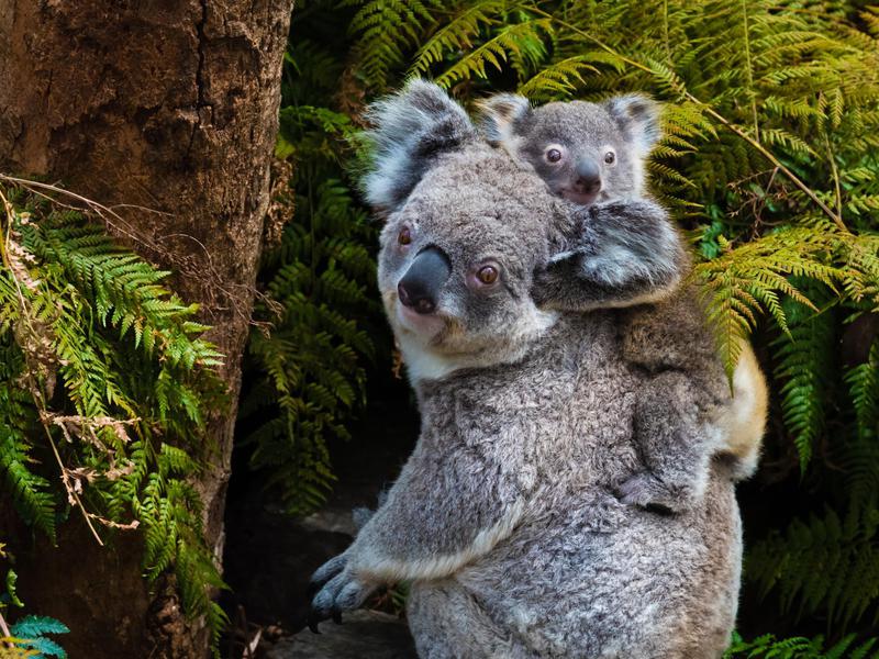 Where to Find Australia's Best Wildlife Far & Wide