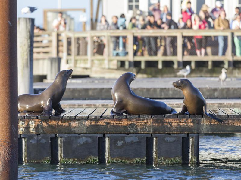 LeÃµes-marinhos adorÃ¡veis â€‹â€‹e barulhentos sÃ£o as estrelas do show no Pier 39.