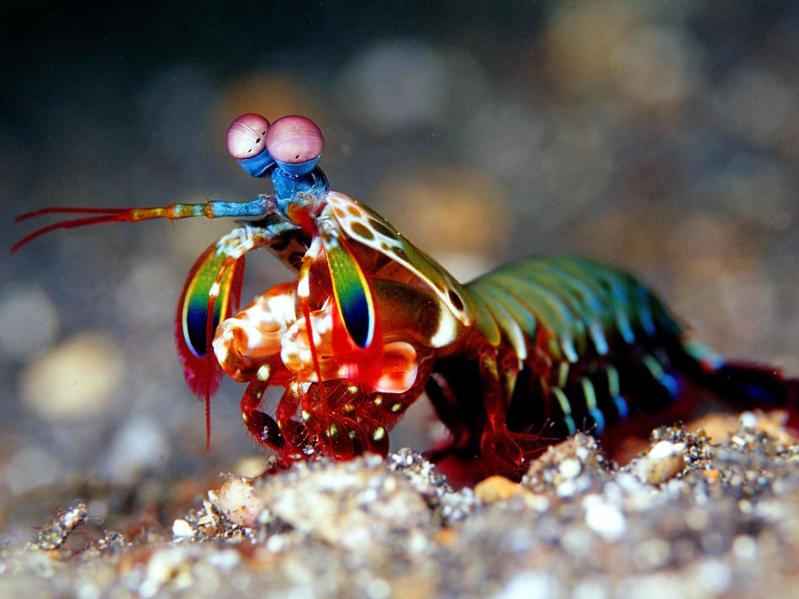 Peacock mantis shrimp in the Pacific Ocean, near Indonesia.