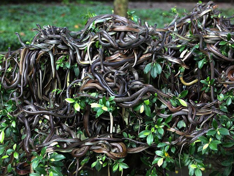 Poisonous snakes keep this aptly named island forbidden. Not that anyone is complaining.