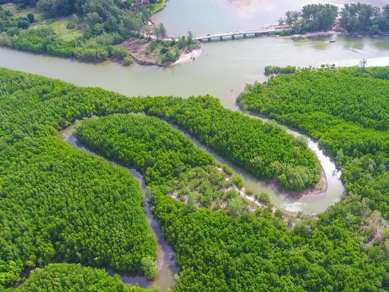 A lush mangrove forest is captured from the sky in Thailand.