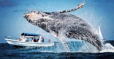 15 Best Places for Whale Watching in North America | Far & Wide