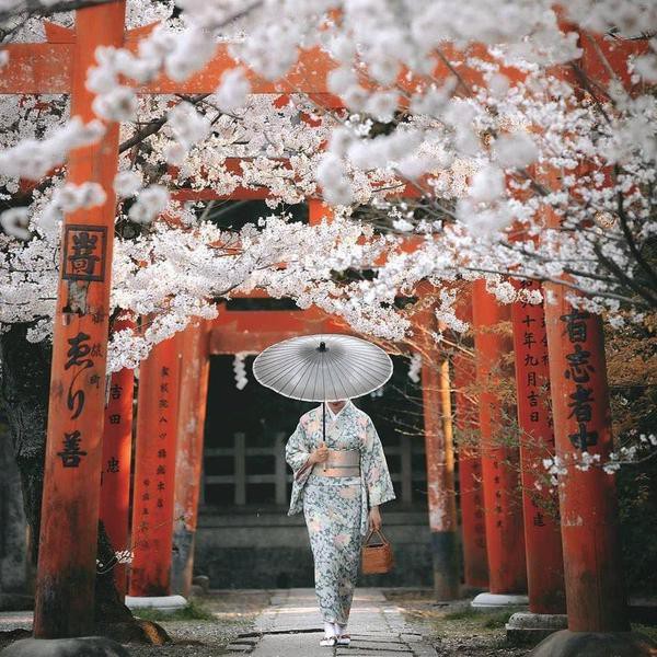 Stunning Pictures of Cherry Blossoms — With Facts