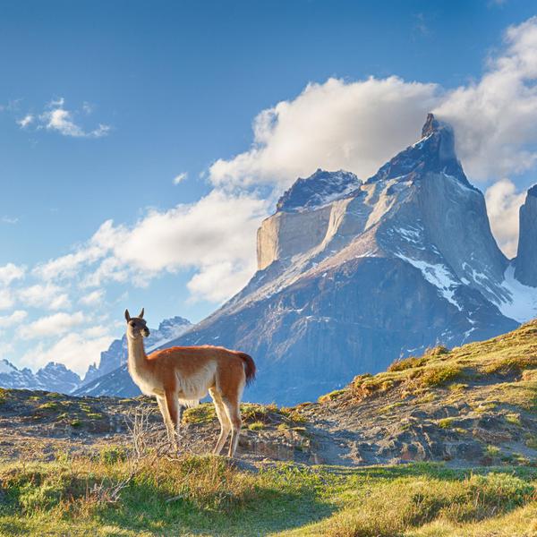 The Best Places in South America to Watch Wildlife
