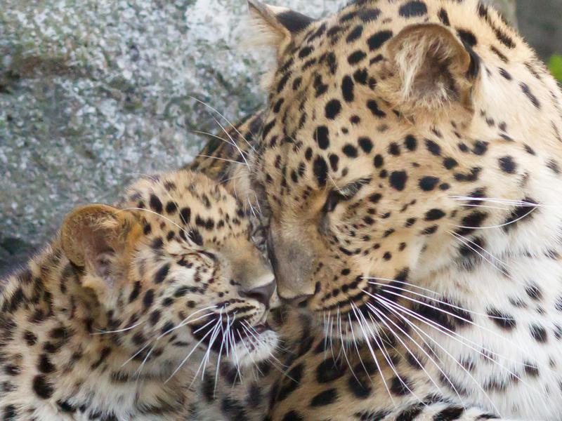 The Highly Adaptable Amur Leopard